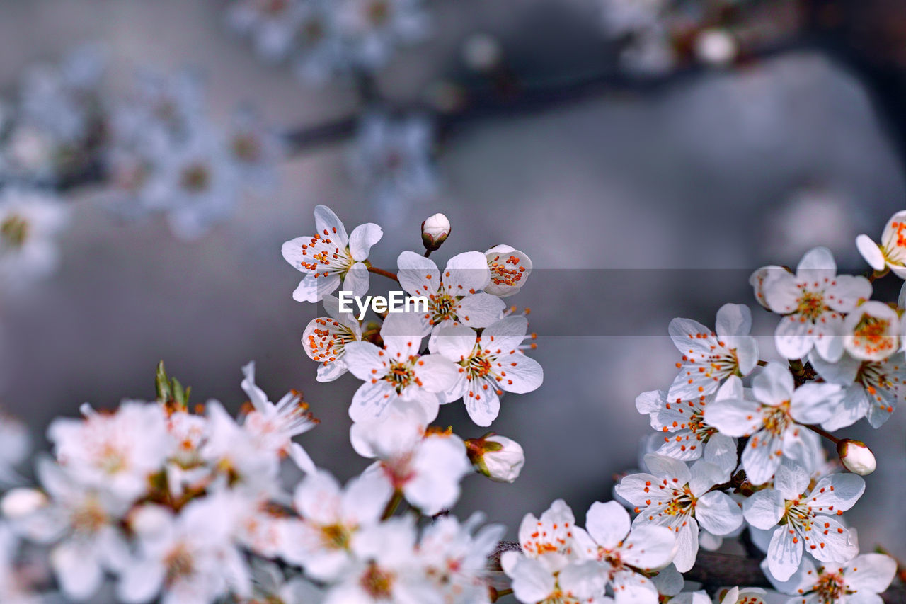 Close-up of cherry blossom