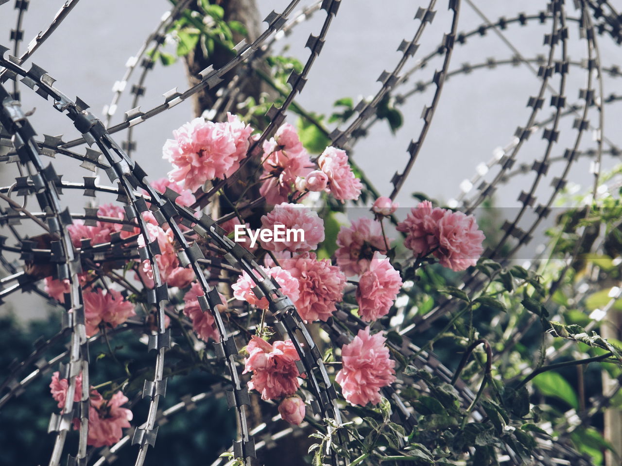 Close-up of pink cherry blossoms in spring