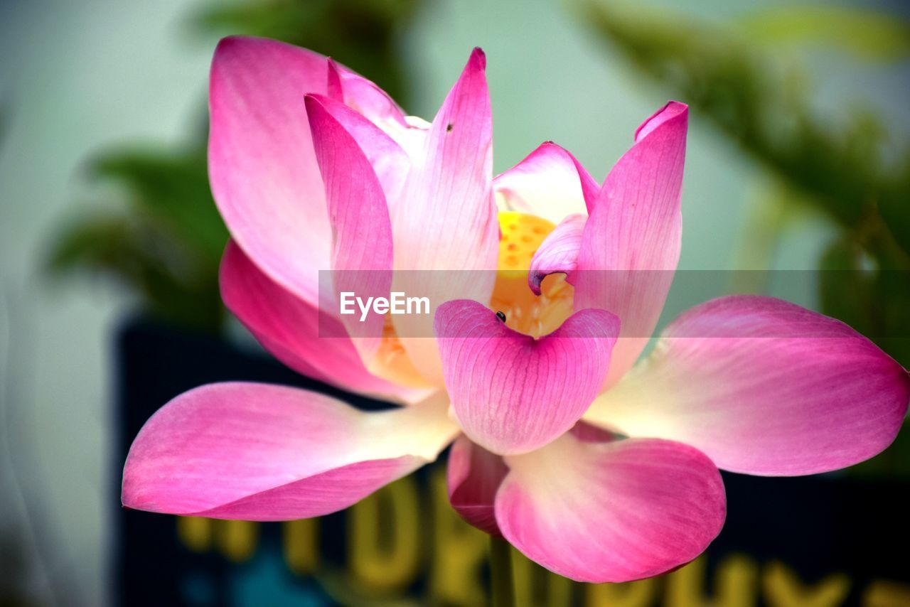 CLOSE-UP OF PINK LOTUS LILY OUTDOORS