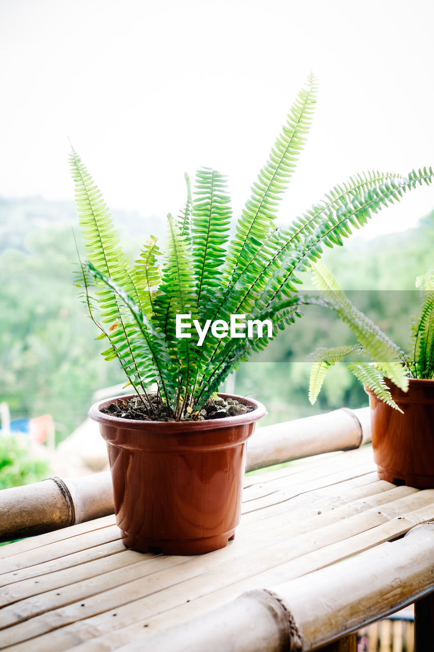 POTTED PLANT ON TABLE