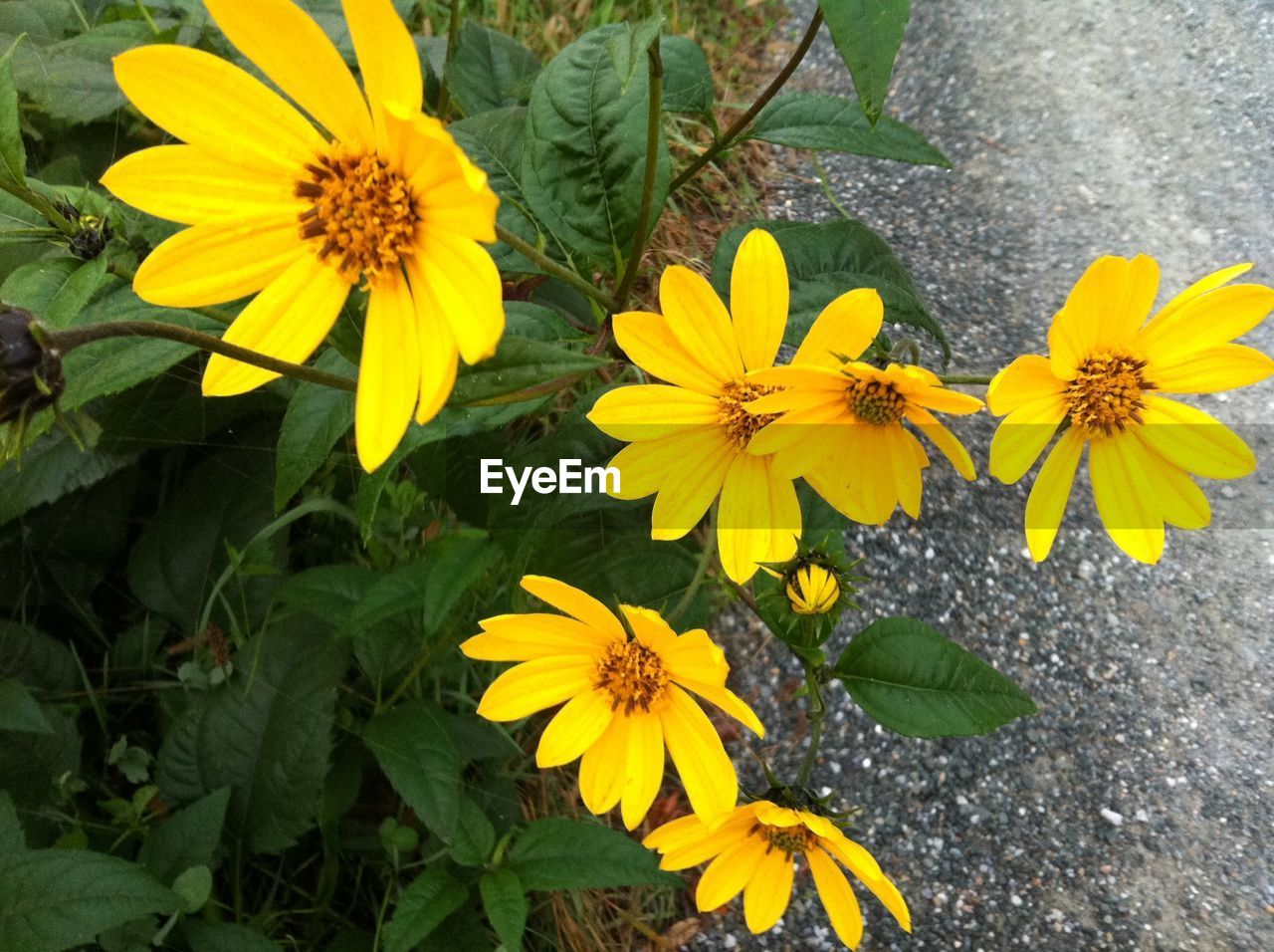 Close-up of yellow daisy flower