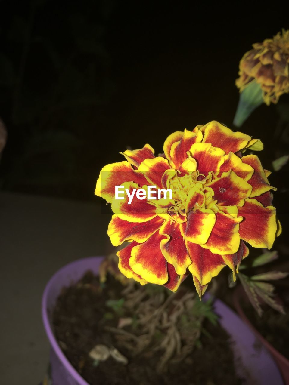 CLOSE-UP OF YELLOW FLOWERS