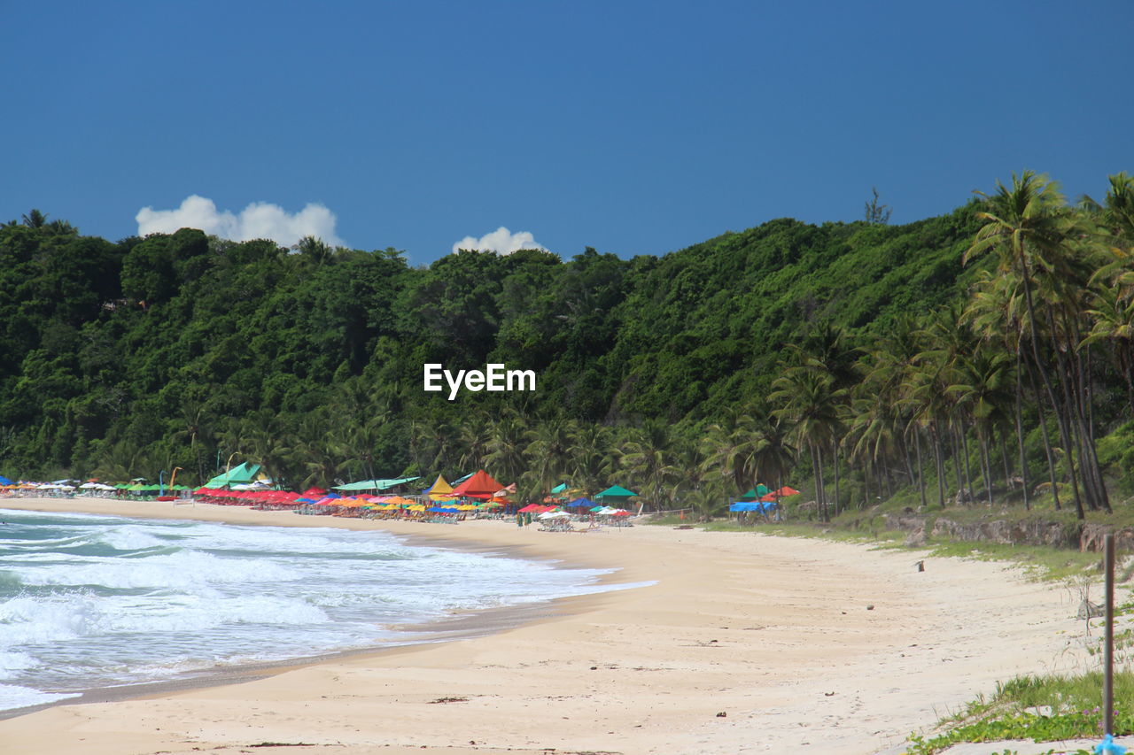 View of calm beach against trees