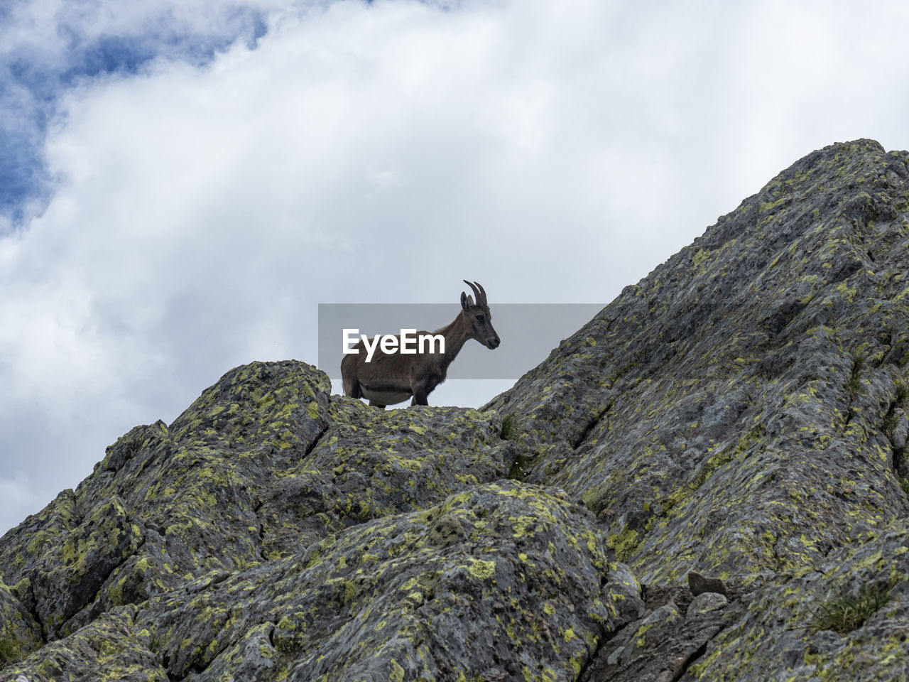 Close-up of an ibex on a rock in the alps