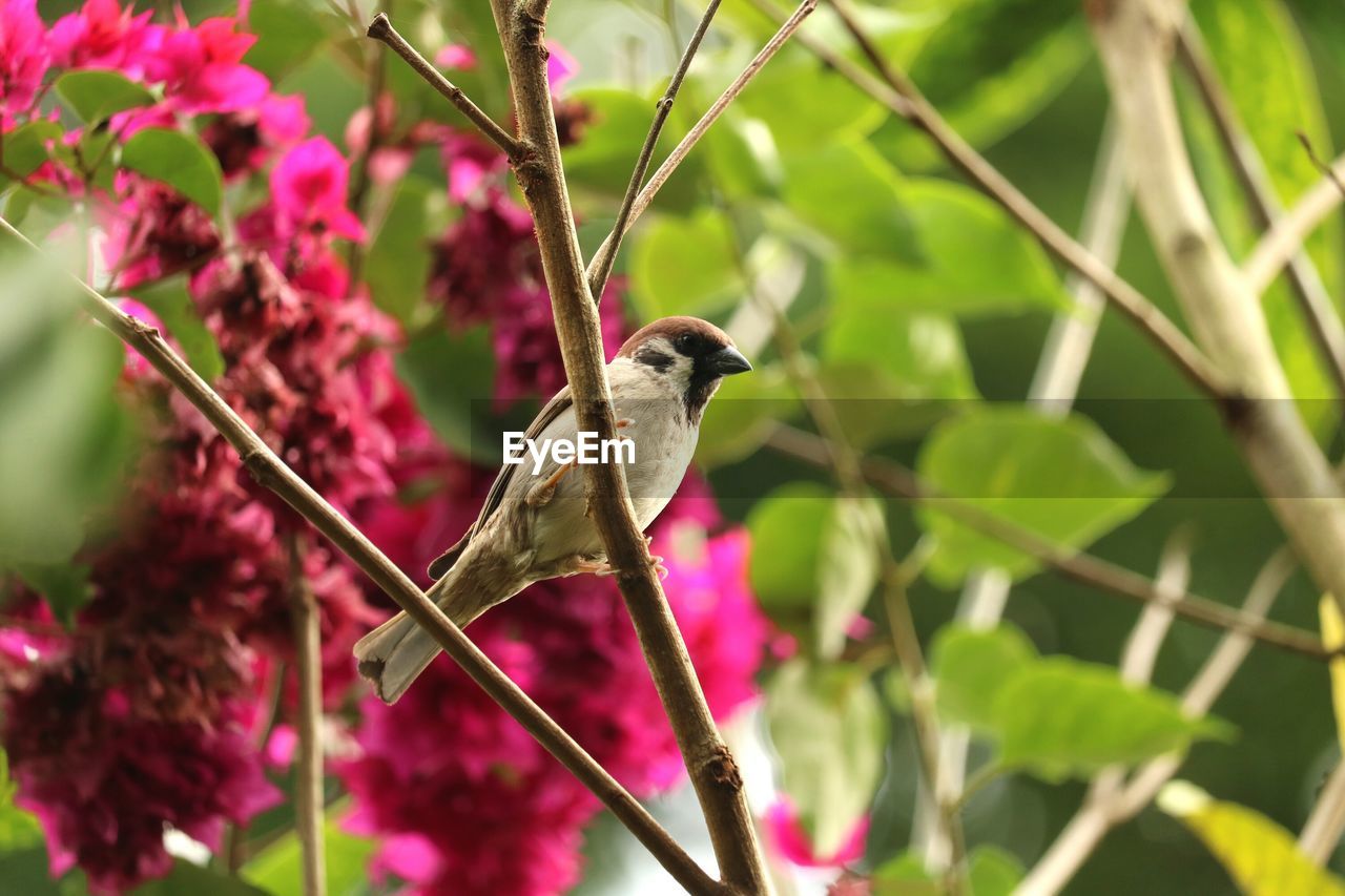 Close-up of bird perching on tree