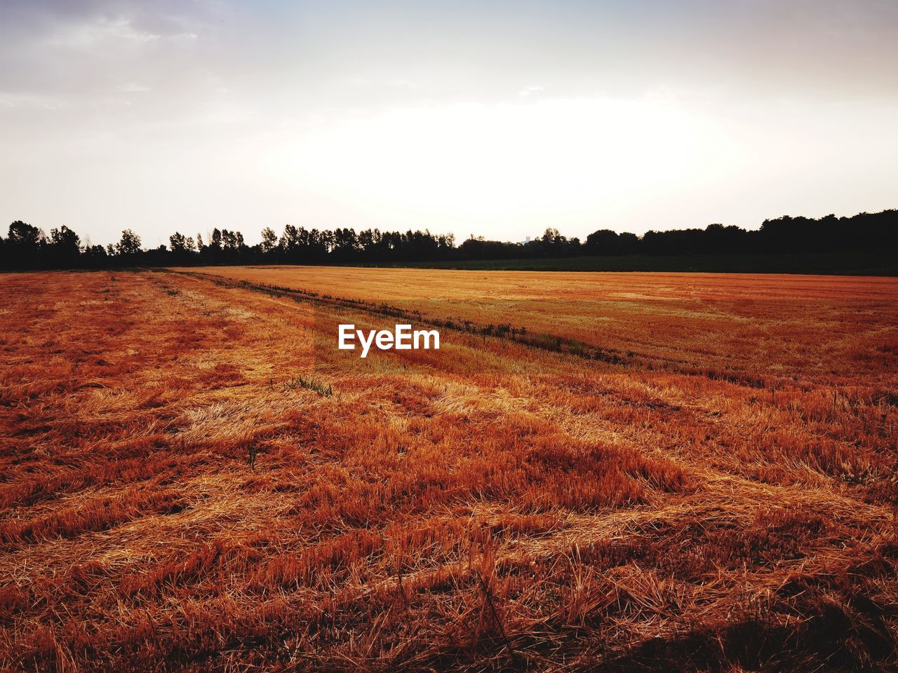 FIELD AGAINST SKY