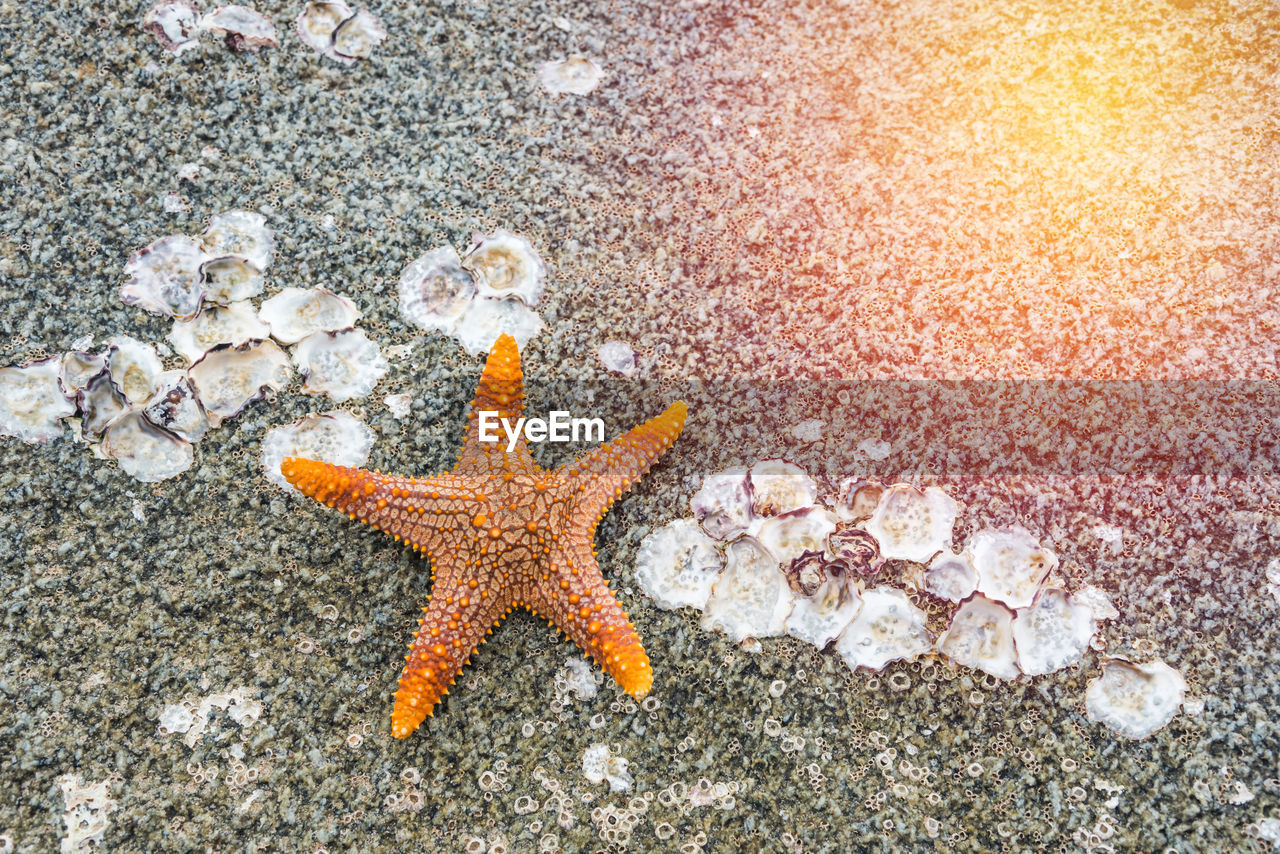 Close-up of starfish at beach