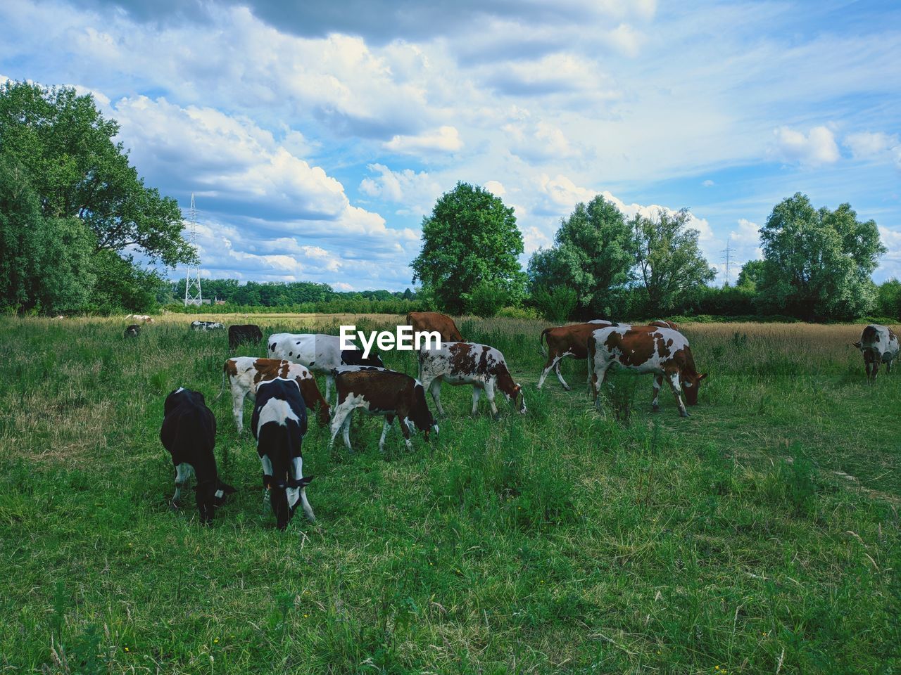 Cows on field against sky