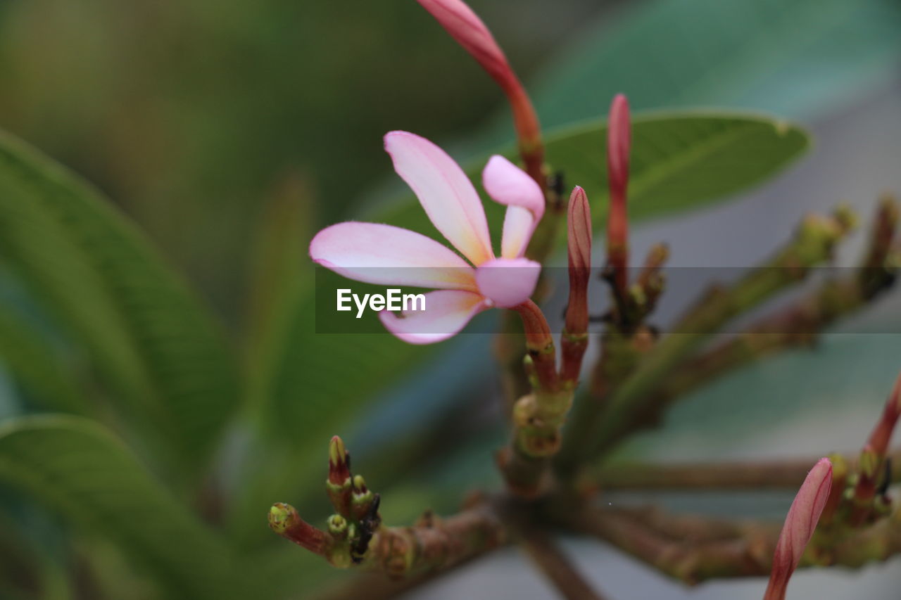 Close-up of pink flowering plant