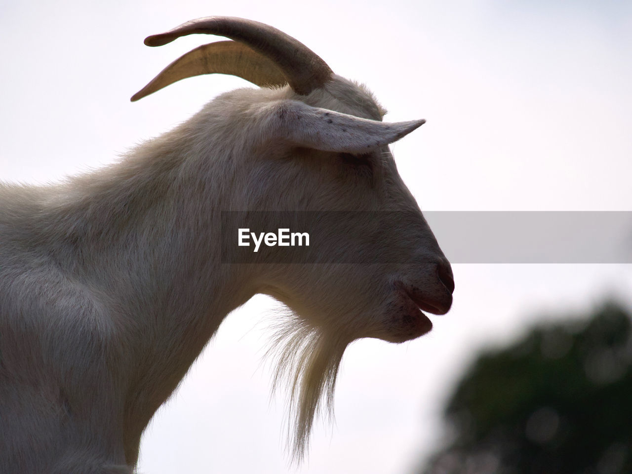 Close-up of a goat profile