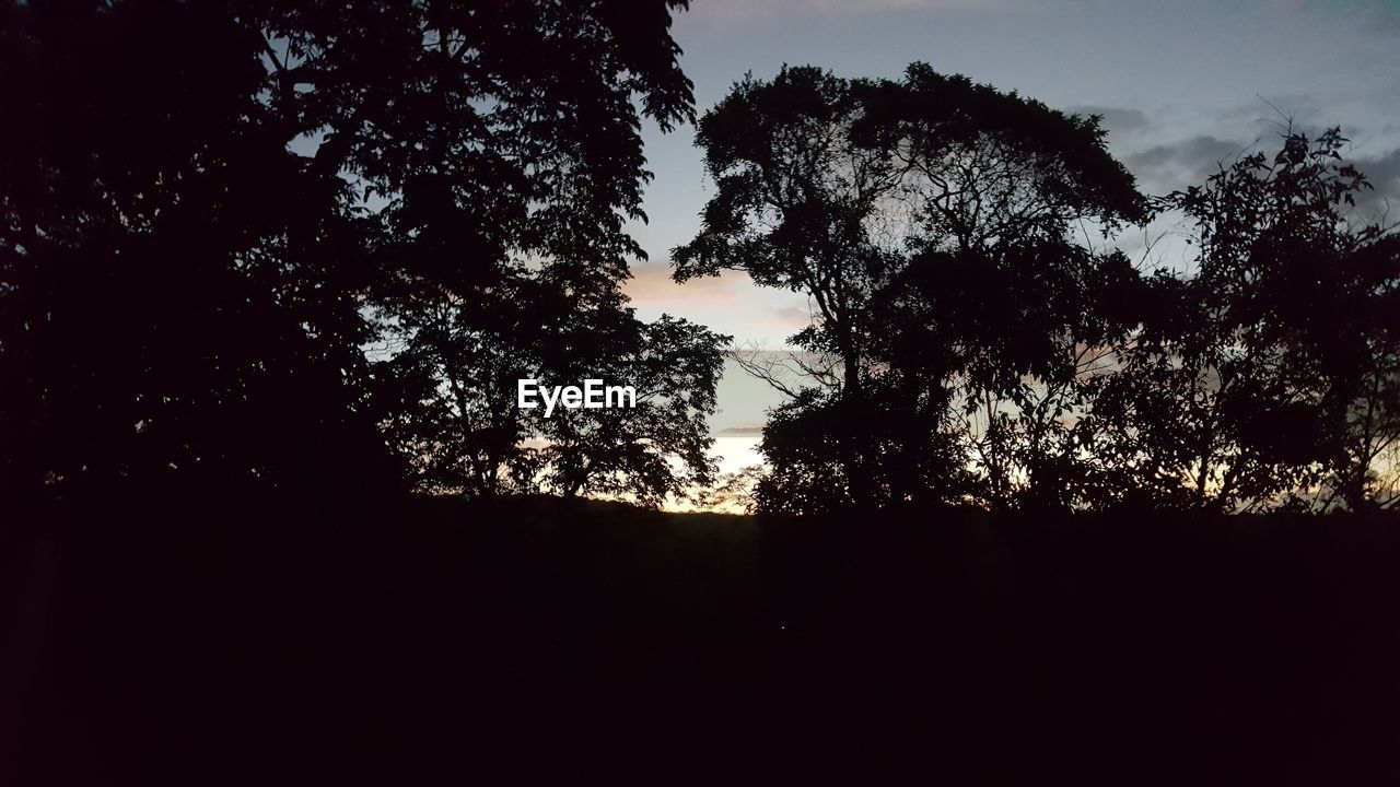 LOW ANGLE VIEW OF SILHOUETTE TREES IN FOREST AGAINST SKY