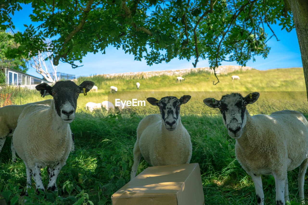 PORTRAIT OF SHEEP ON A FIELD