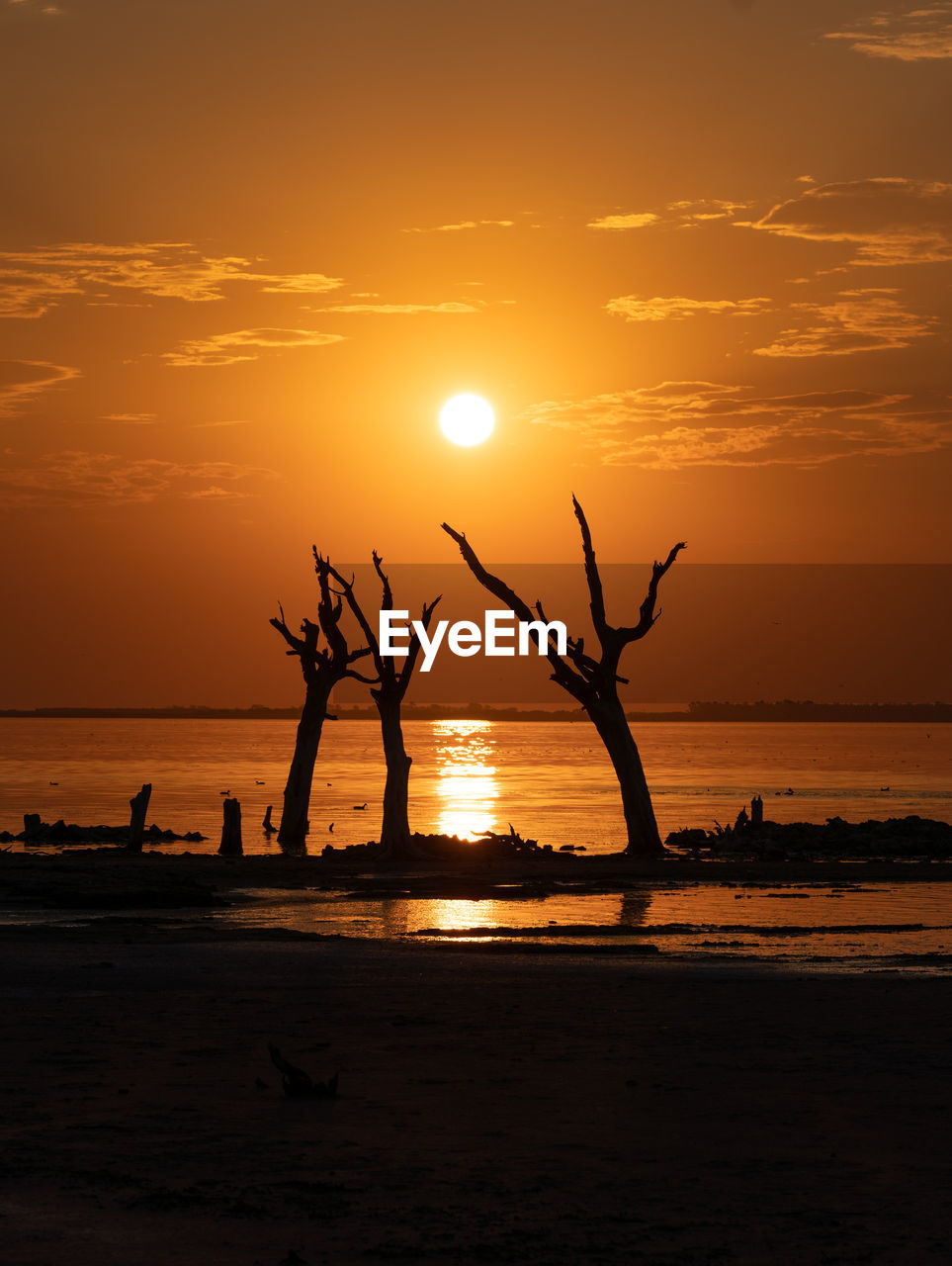 SILHOUETTE TREES ON BEACH AGAINST SKY AT SUNSET