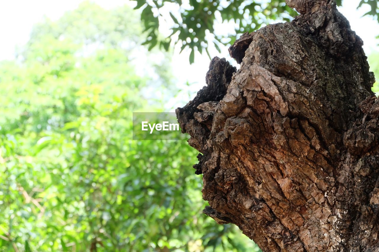 CLOSE-UP OF TREE TRUNK