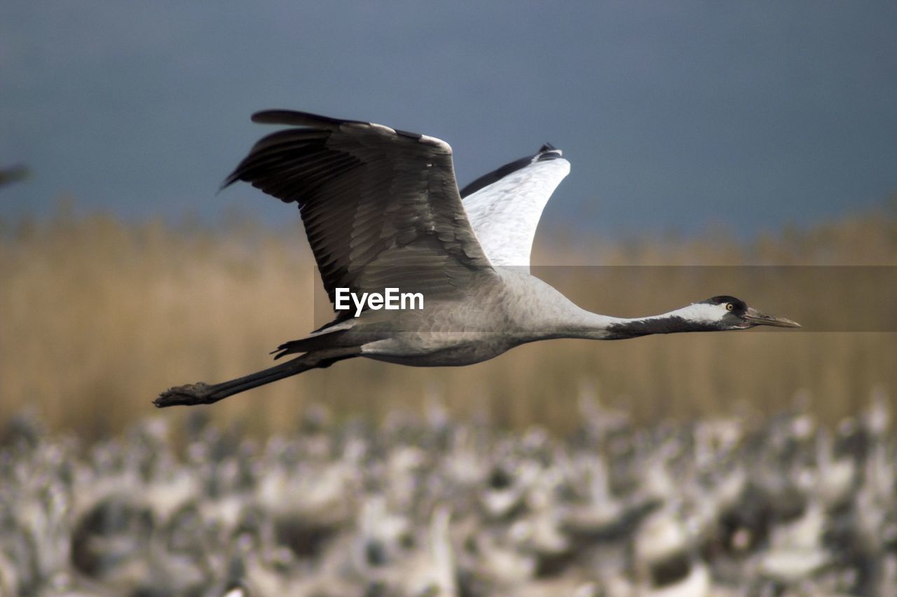 SEAGULL FLYING IN A SKY