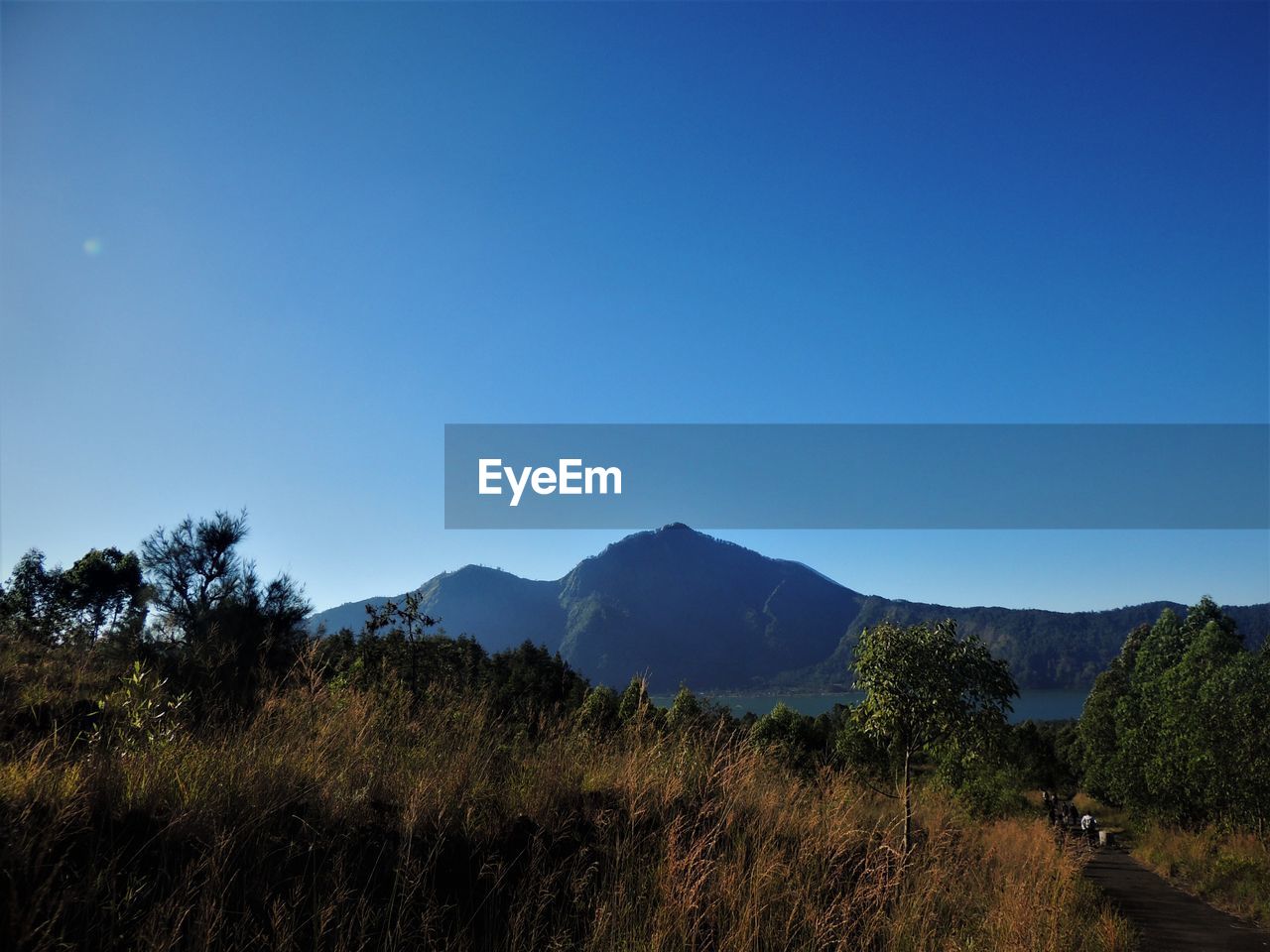 Scenic view of field against clear blue sky