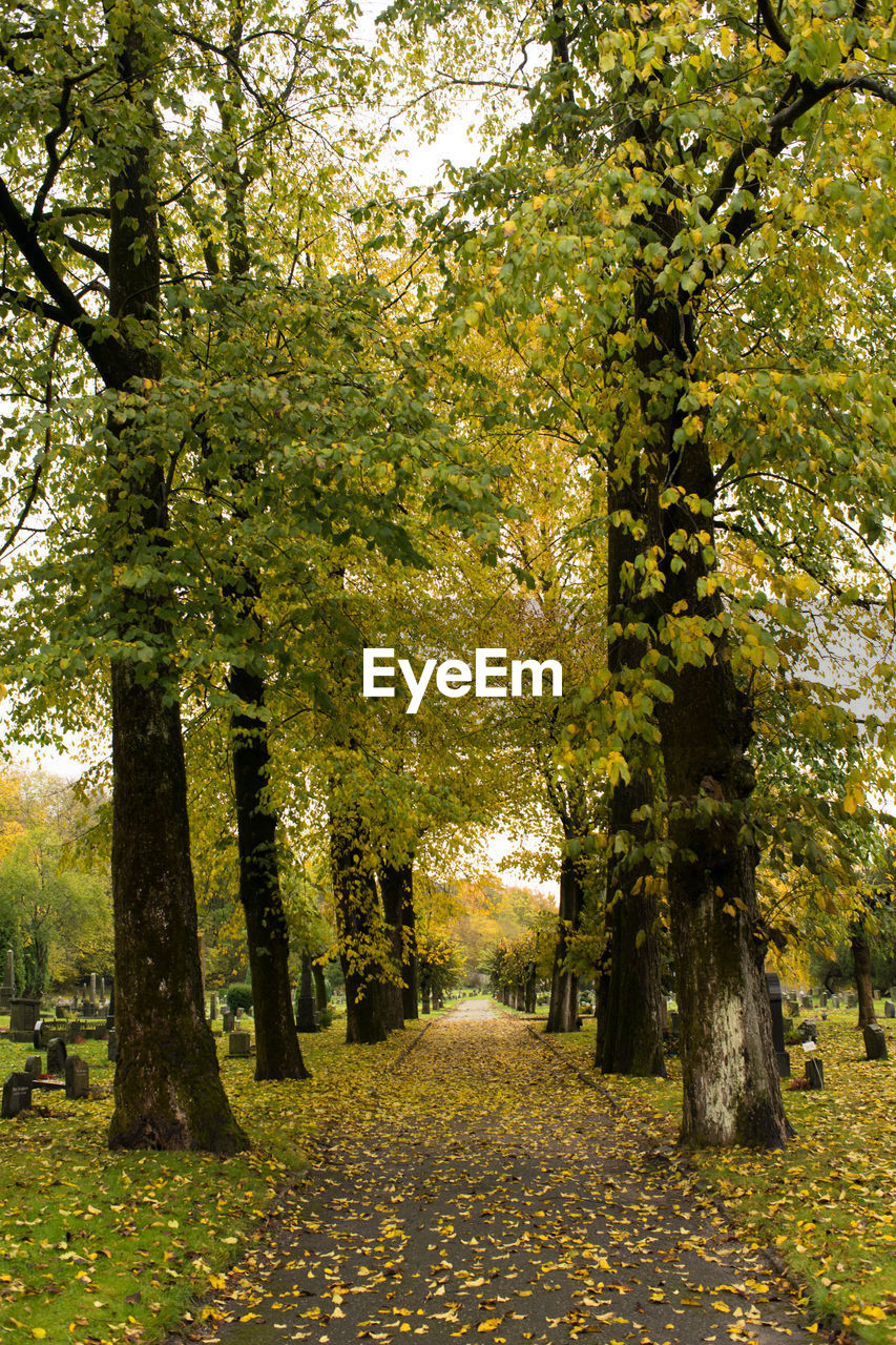 Trees in forest during autumn