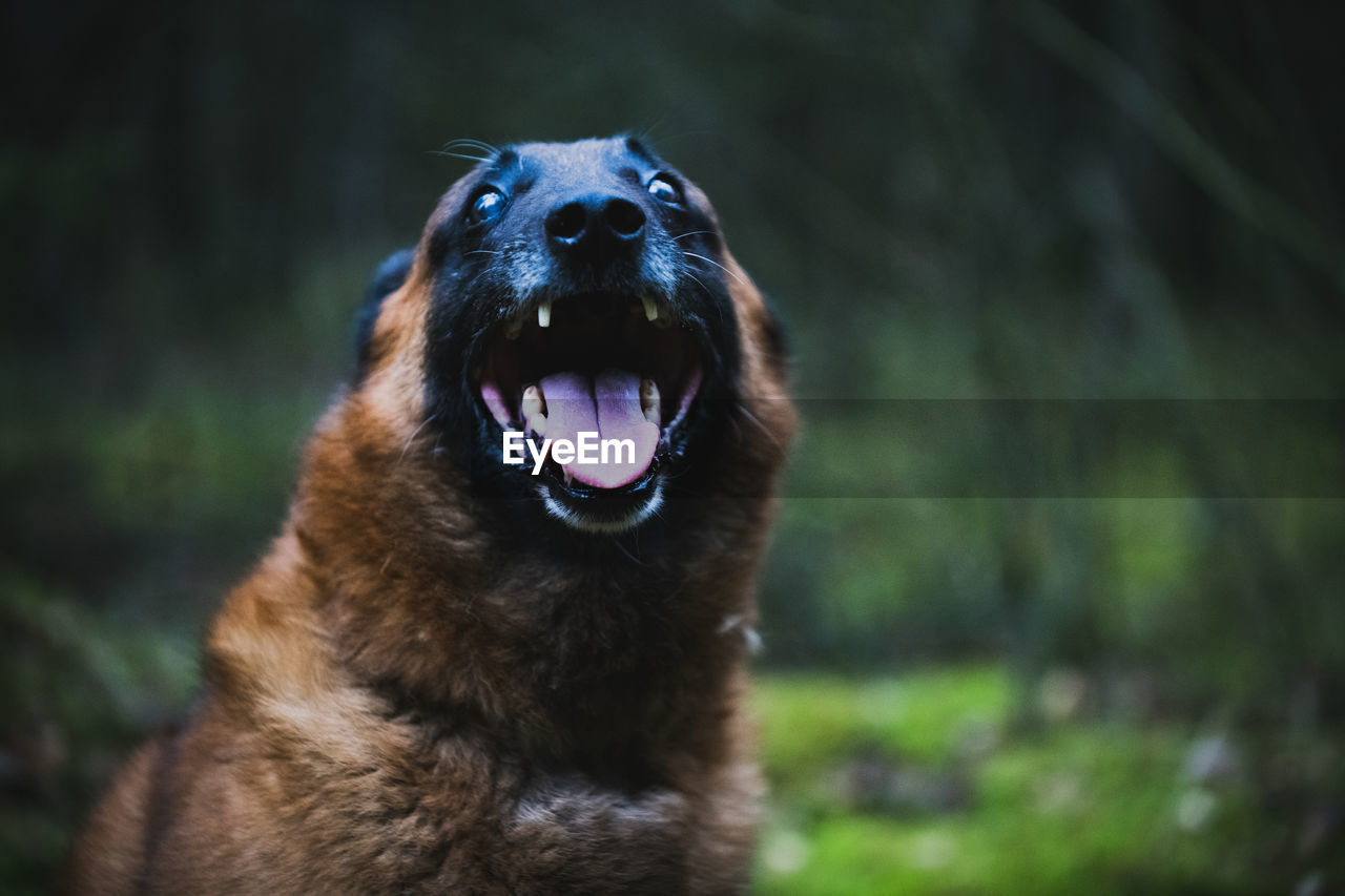 Close-up of a smiling dog