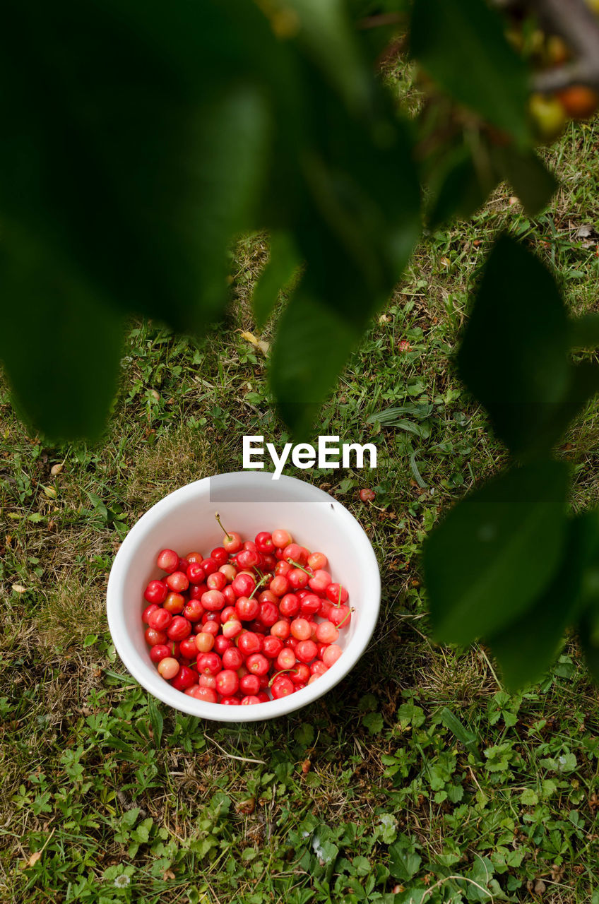 High angle view of food in bowl on lawn