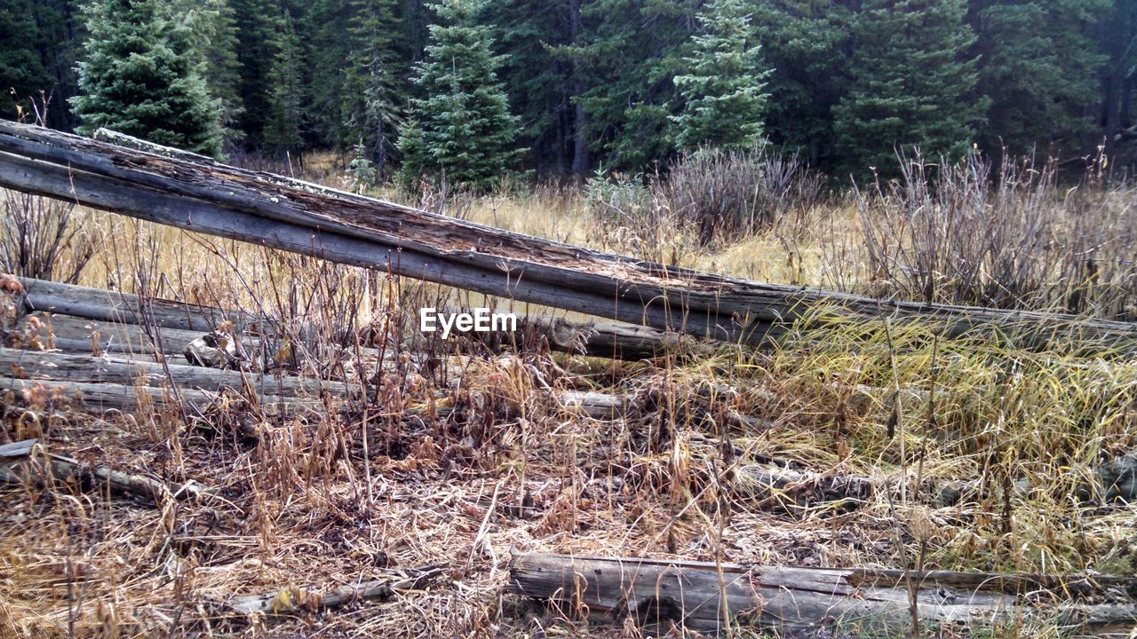 RAILROAD TRACKS IN FOREST