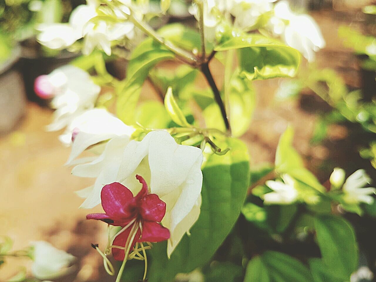 CLOSE-UP OF FLOWERS