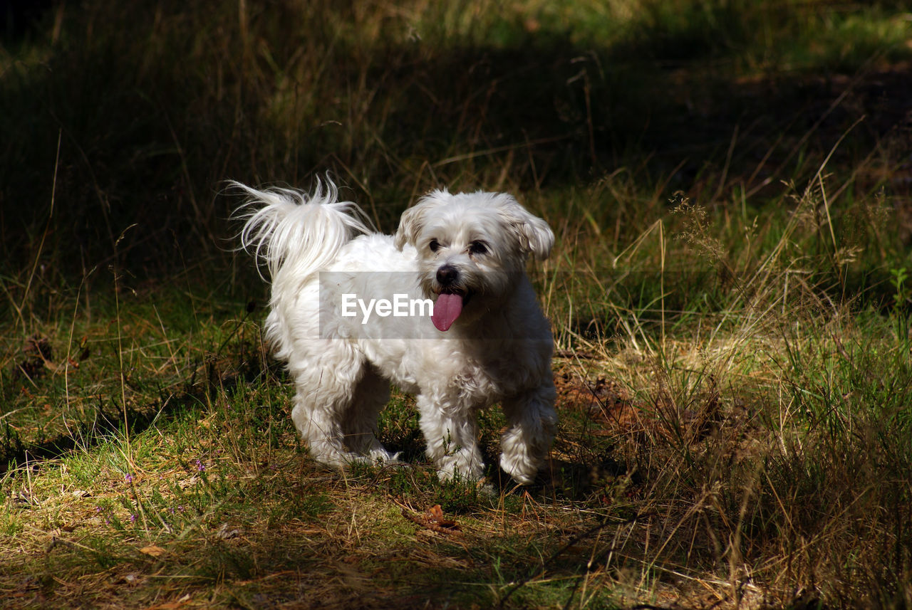 PORTRAIT OF DOG RUNNING ON GRASS IN FIELD