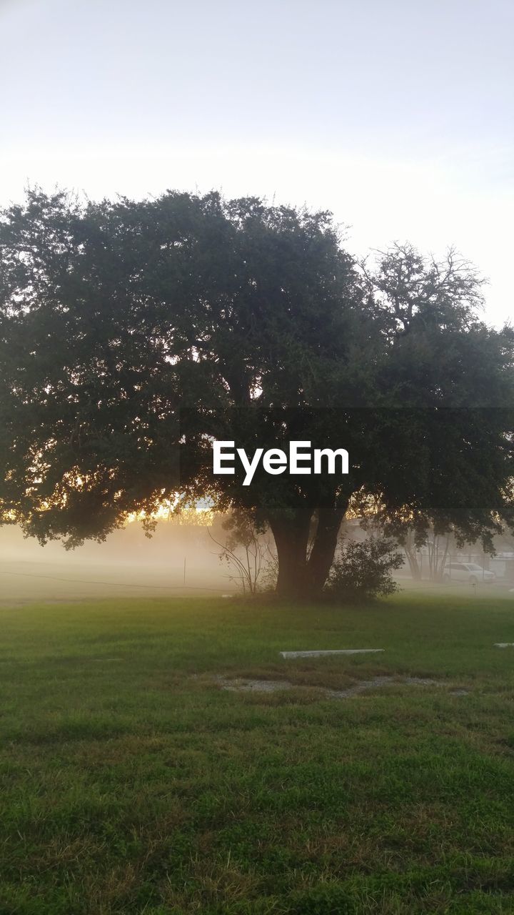 Trees growing on grassy field during foggy weather