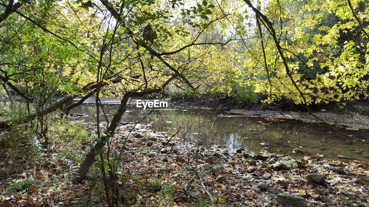 SCENIC VIEW OF LAKE BY TREES