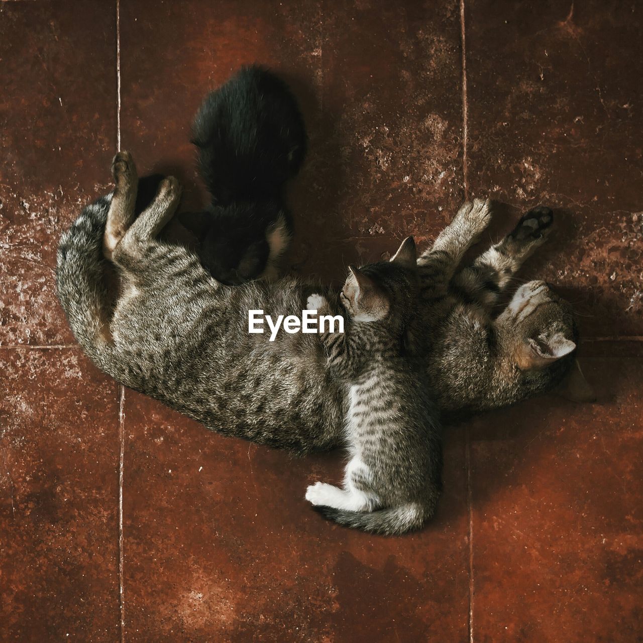 High angle view of cat and kittens on floor