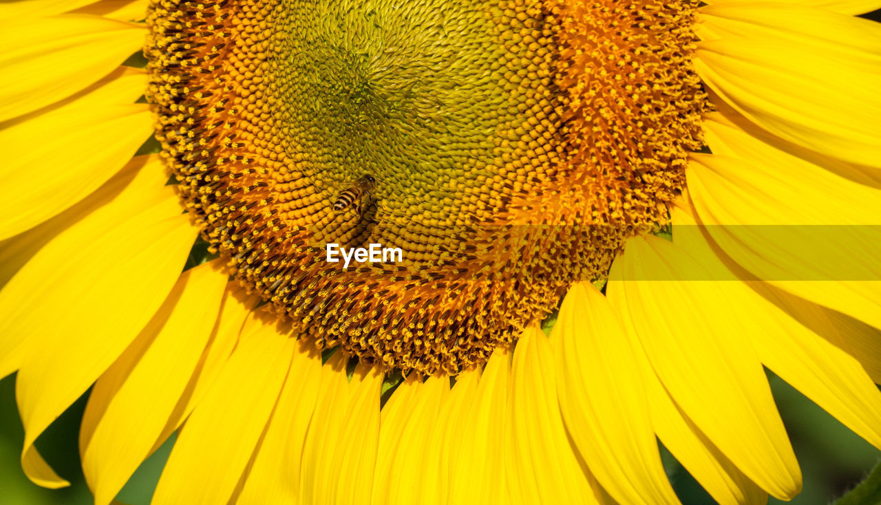 Close-up of sunflower