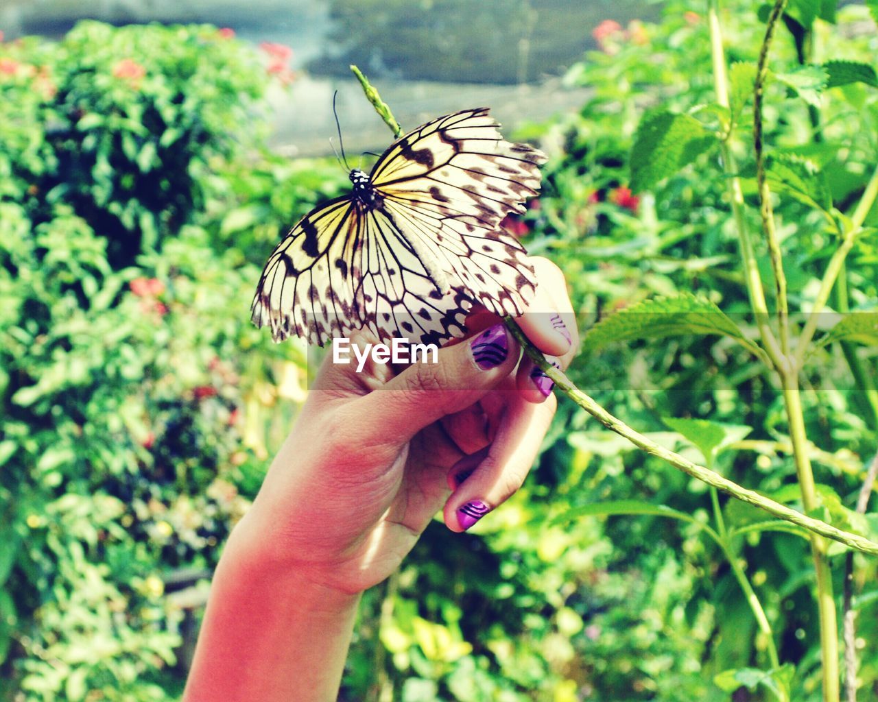 CLOSE-UP OF BUTTERFLY ON HUMAN HAND