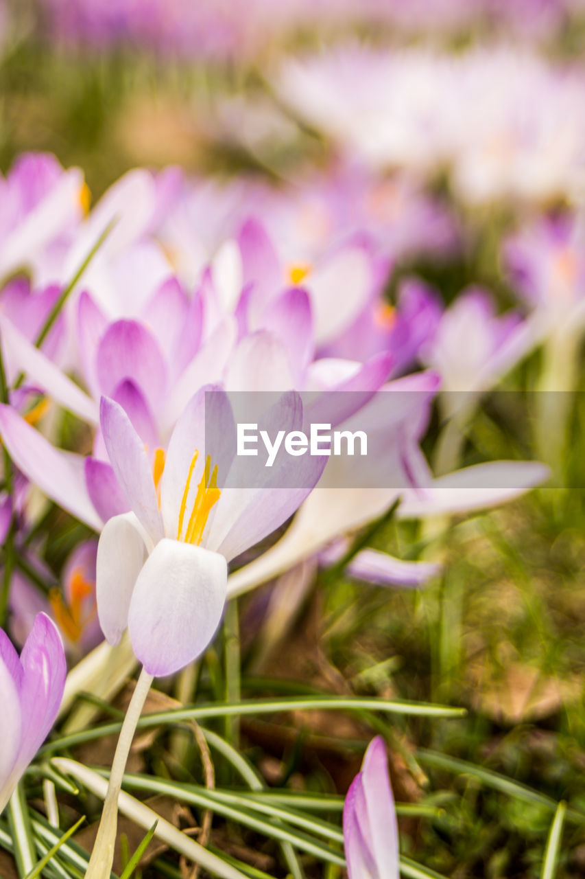 CLOSE-UP OF PURPLE CROCUS FLOWER