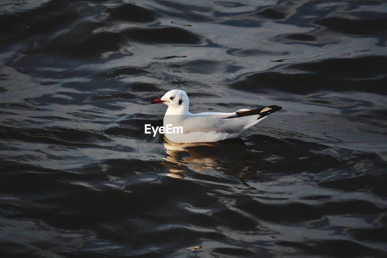 HIGH ANGLE VIEW OF SEAGULL SWIMMING