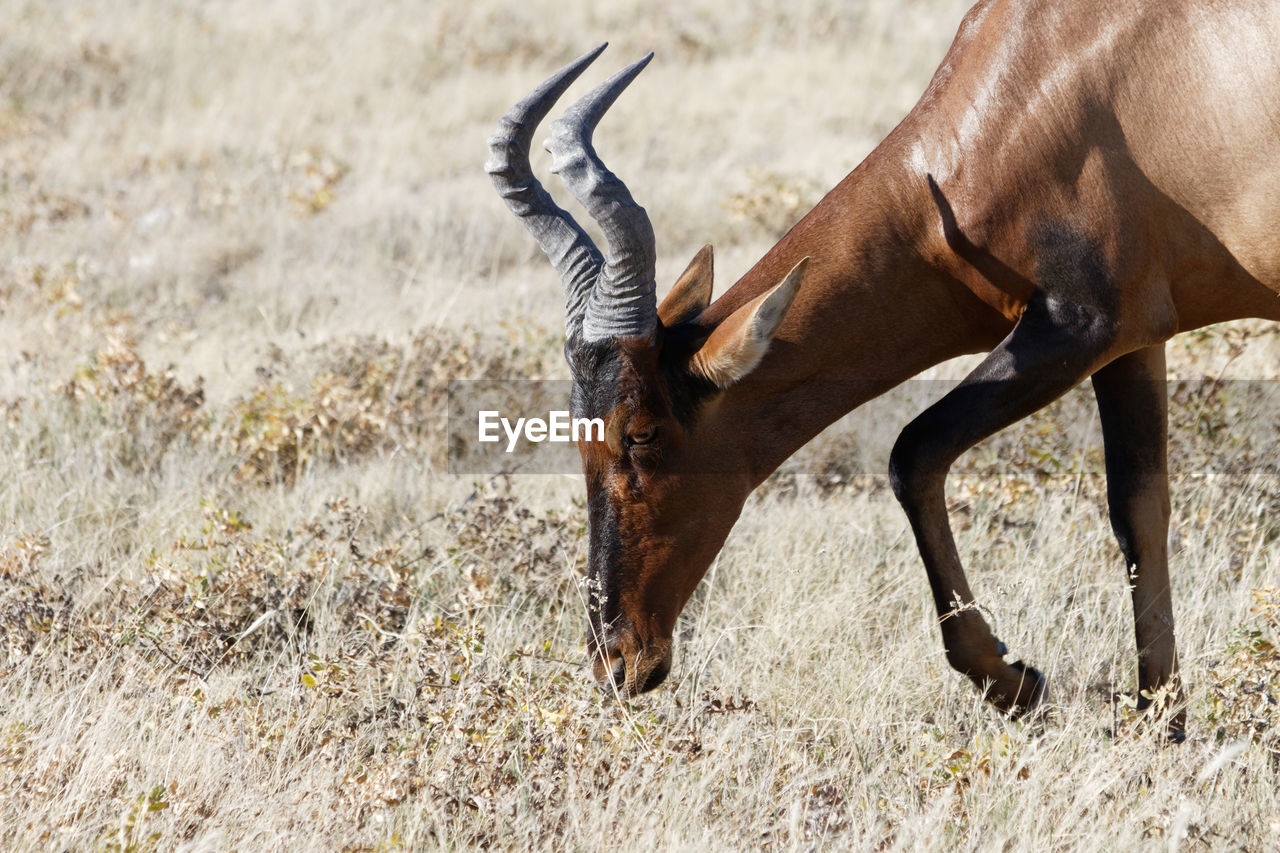 SIDE VIEW OF HORSE GRAZING IN FIELD