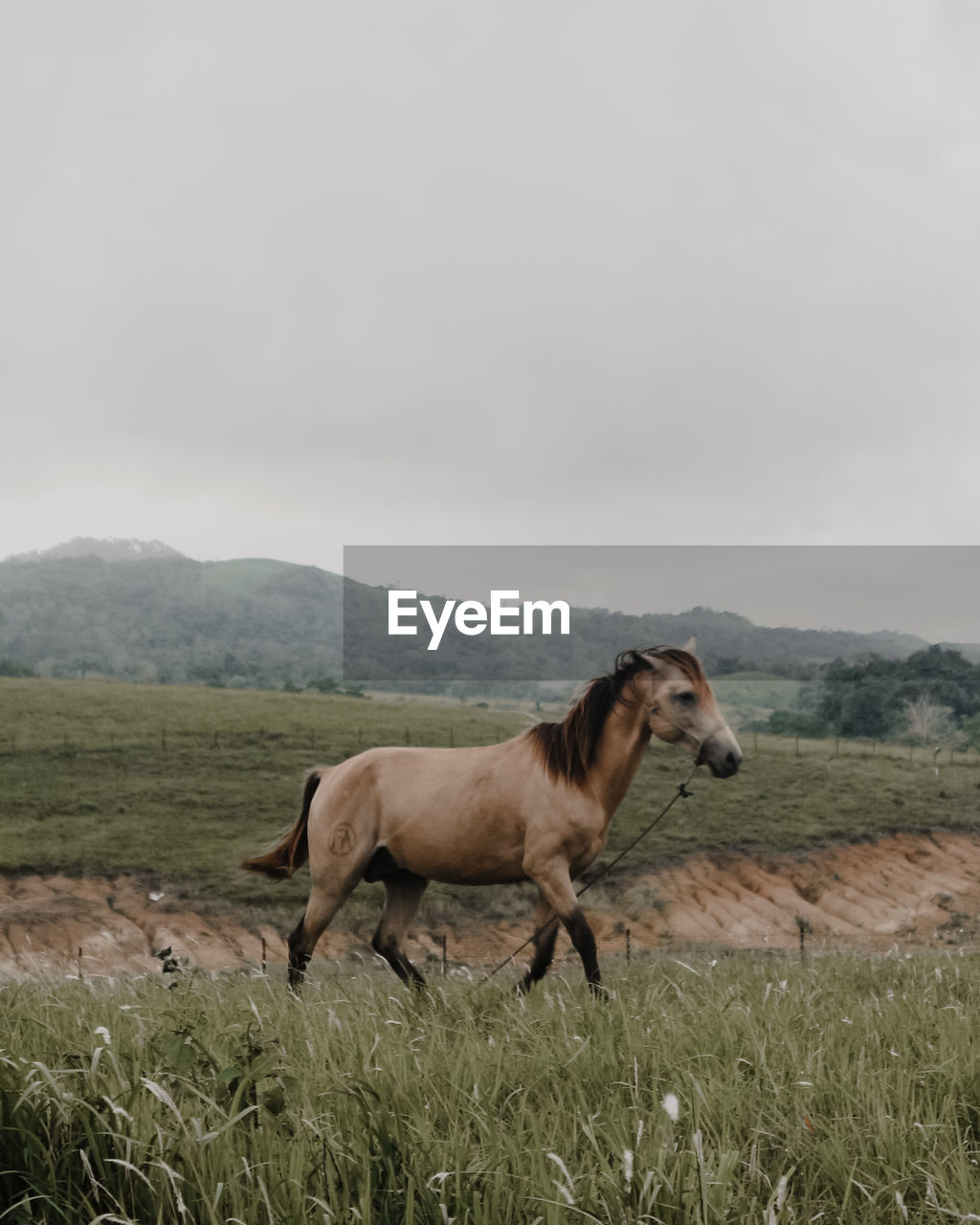 Horse standing in a field