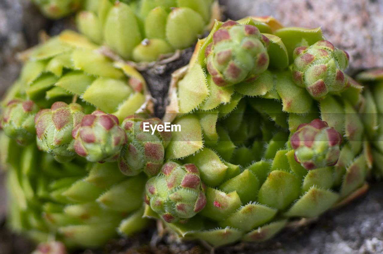 Close-up of a growing plant