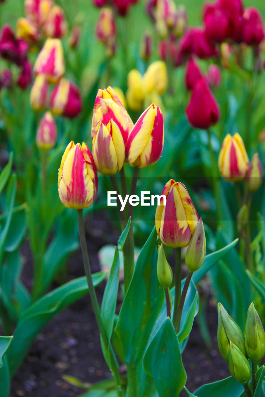 Detail shot of flowers