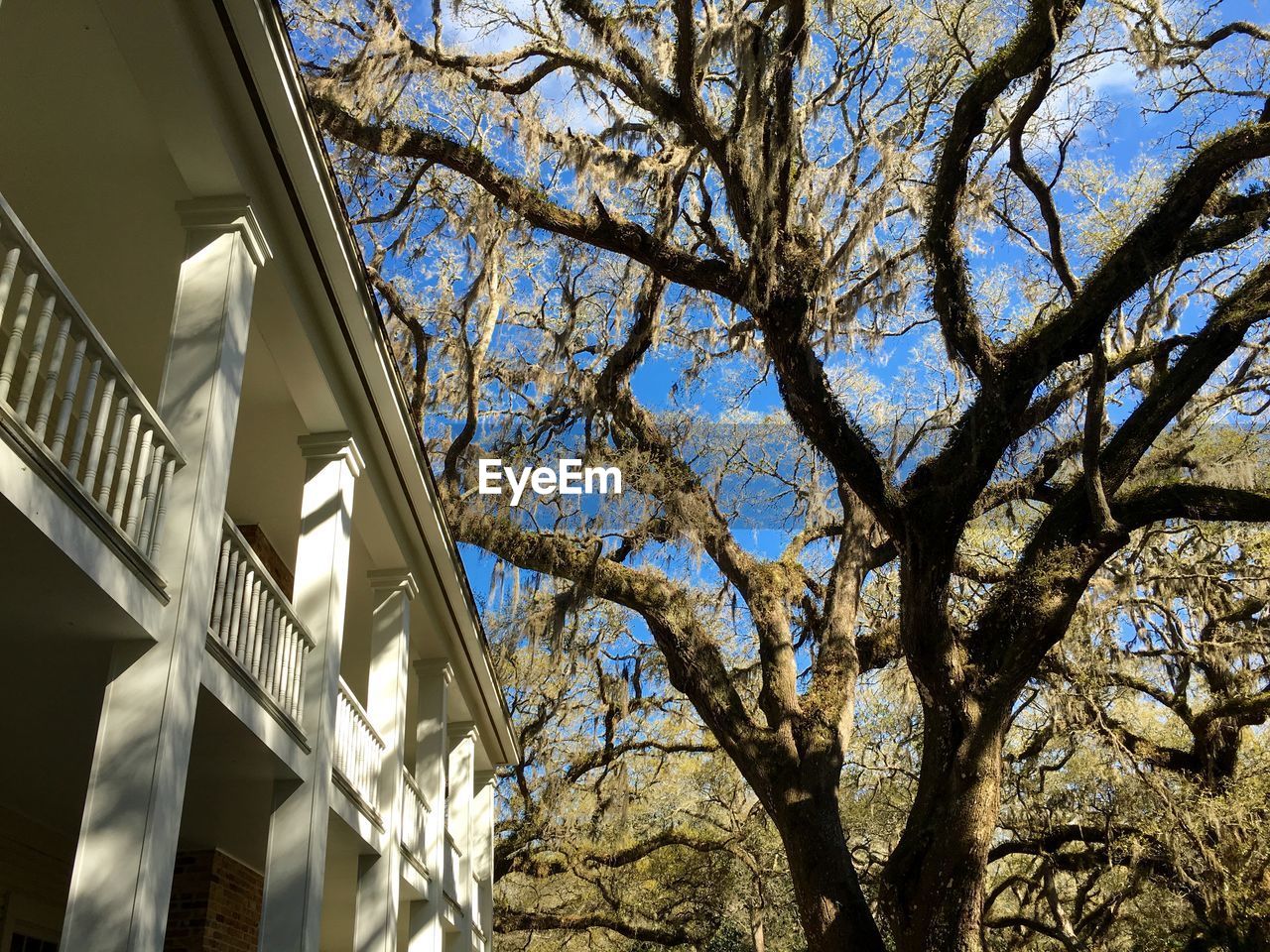 LOW ANGLE VIEW OF TREES AGAINST BLUE SKY