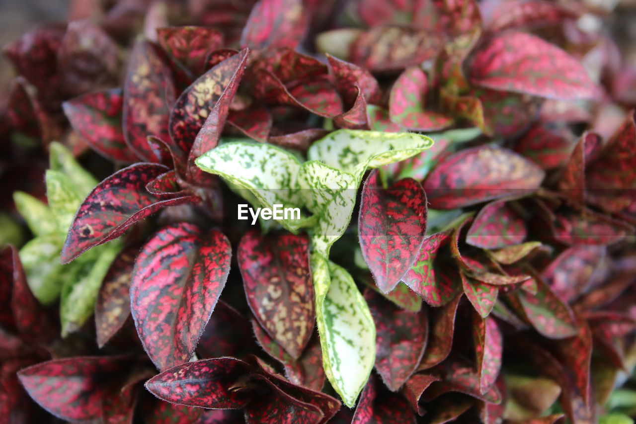 FULL FRAME SHOT OF FRESH LEAVES IN MARKET