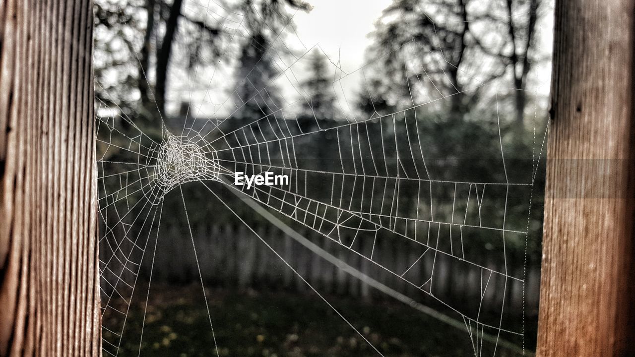 Close-up of spider web against trees