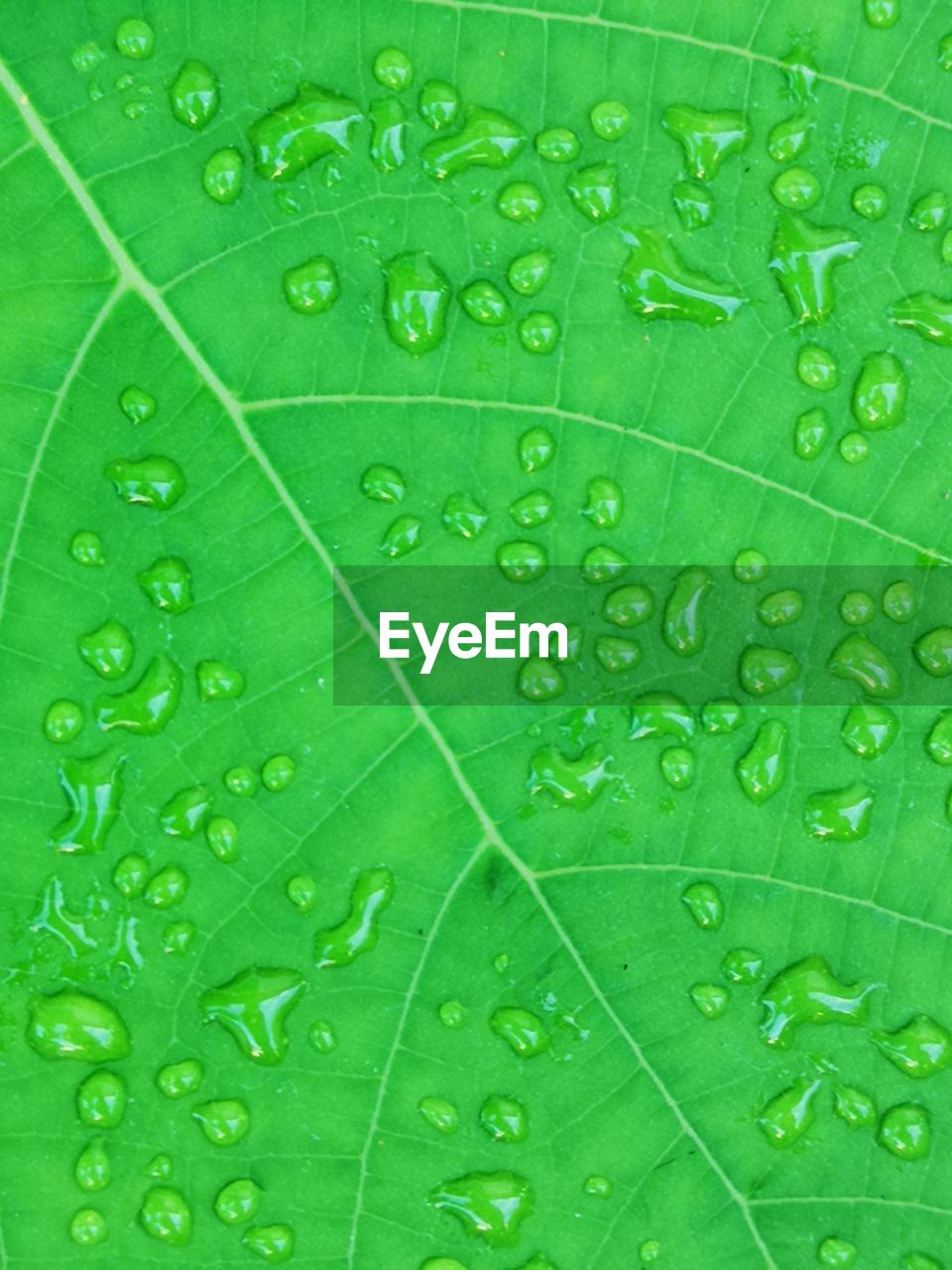 CLOSE-UP OF RAINDROPS ON GREEN LEAVES