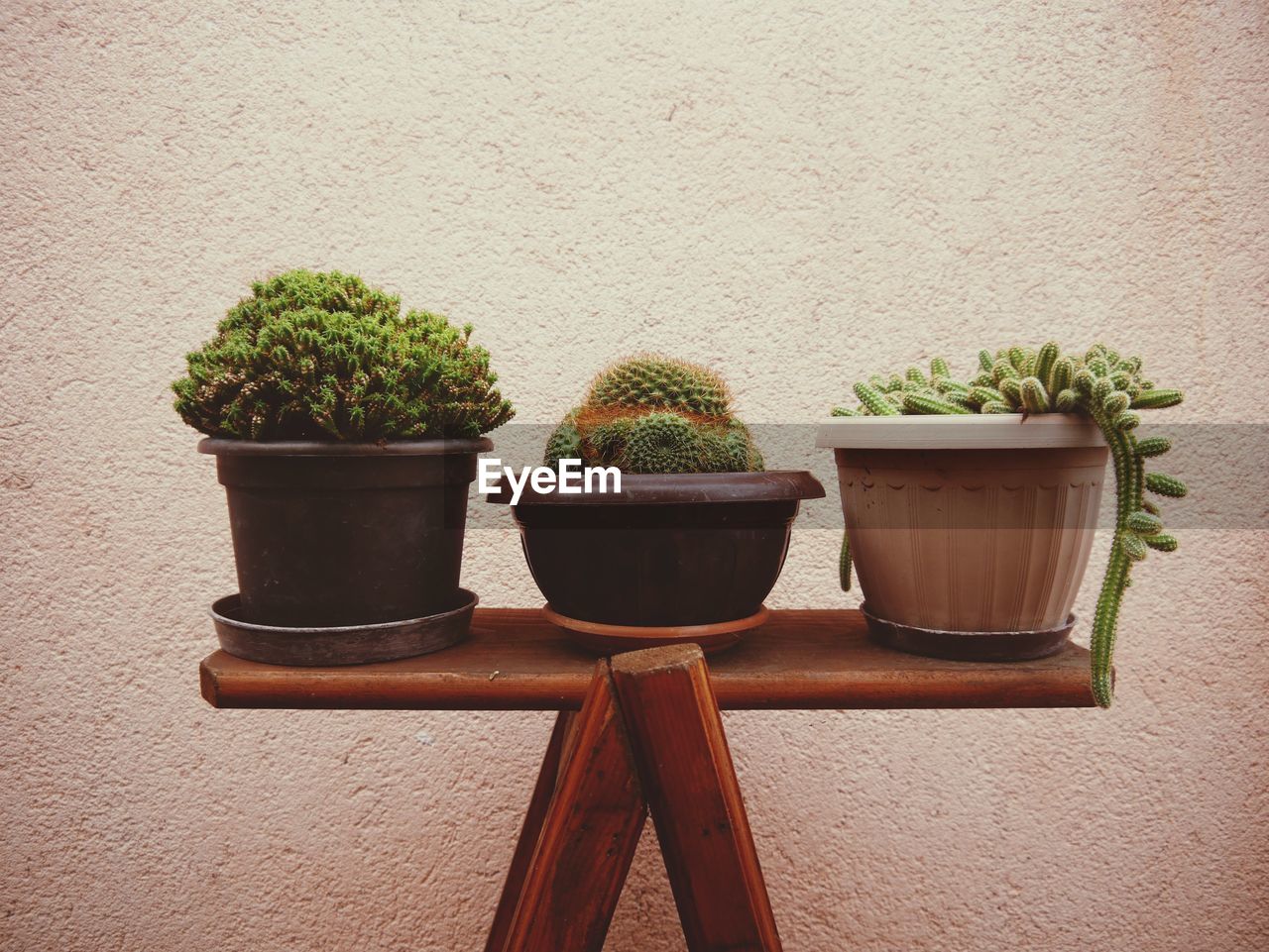 Close-up of potted plants on table against wall
