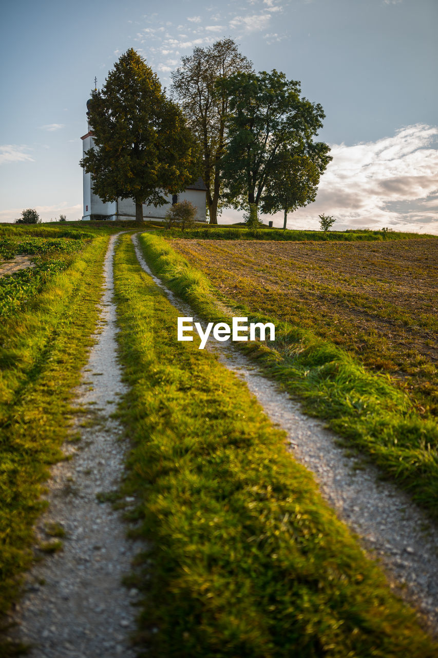 SURFACE LEVEL OF ROAD AMIDST PLANTS ON FIELD