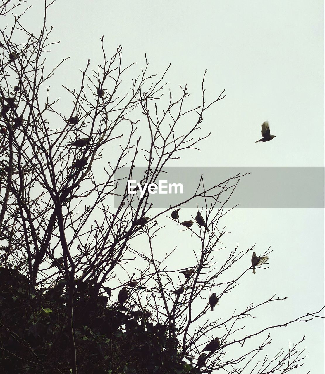 LOW ANGLE VIEW OF BIRDS ON BARE TREE