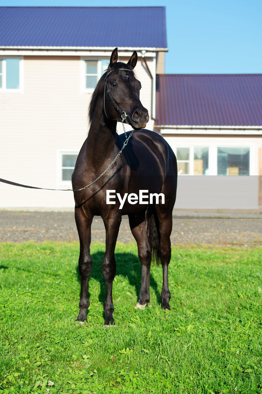 HORSE STANDING ON FIELD