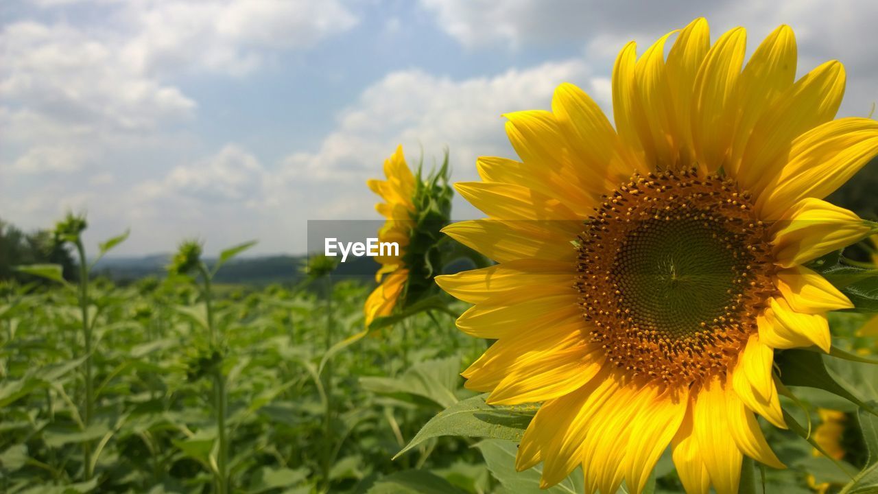 SUNFLOWERS BLOOMING ON FIELD AGAINST SKY