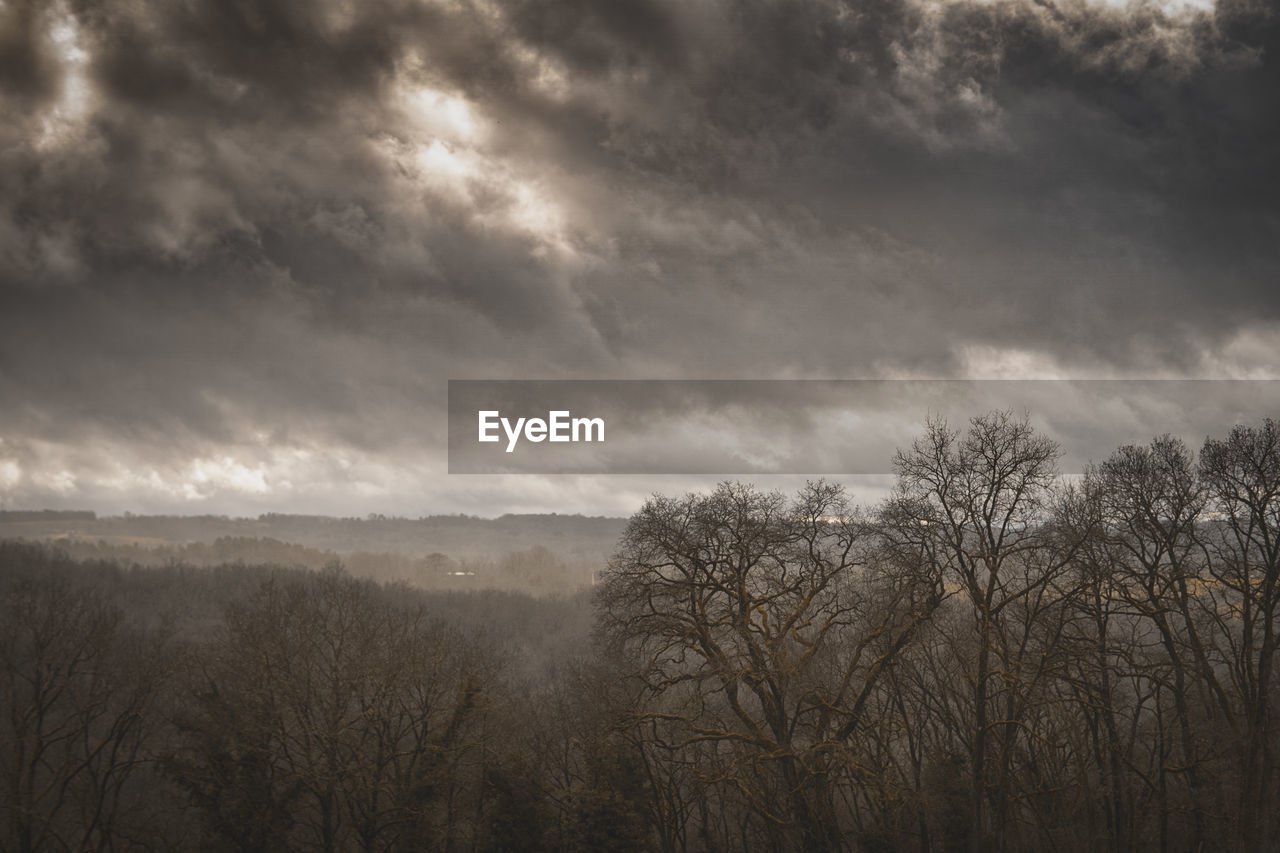 SCENIC VIEW OF TREES AGAINST SKY