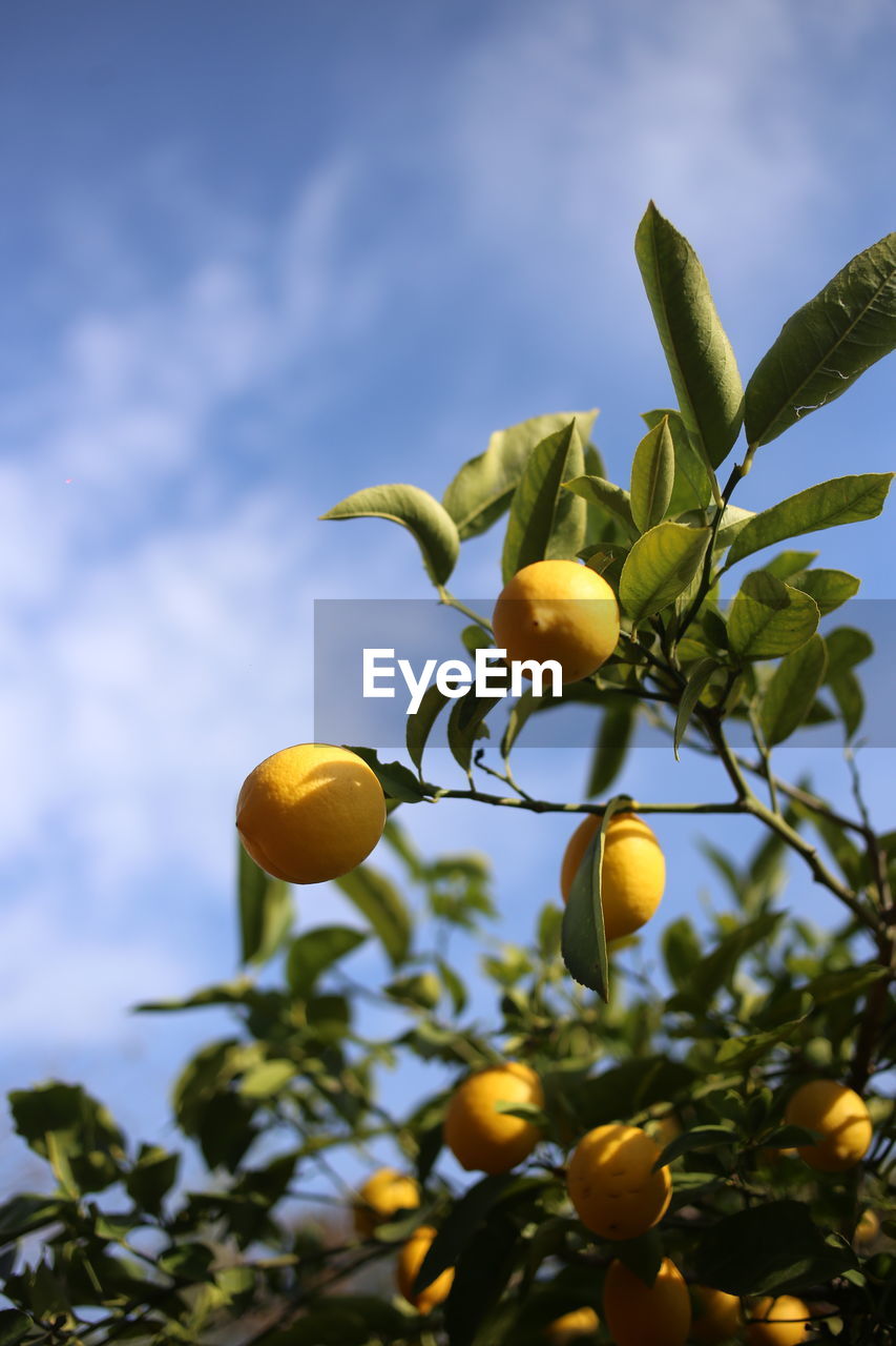 sunlight, plant, fruit, nature, tree, leaf, yellow, food, flower, sky, food and drink, plant part, healthy eating, branch, fruit tree, citrus fruit, green, growth, freshness, no people, produce, agriculture, low angle view, lemon, macro photography, cloud, lemon tree, outdoors, beauty in nature, blossom, blue, citrus, environment, close-up, crop, wellbeing, focus on foreground, day