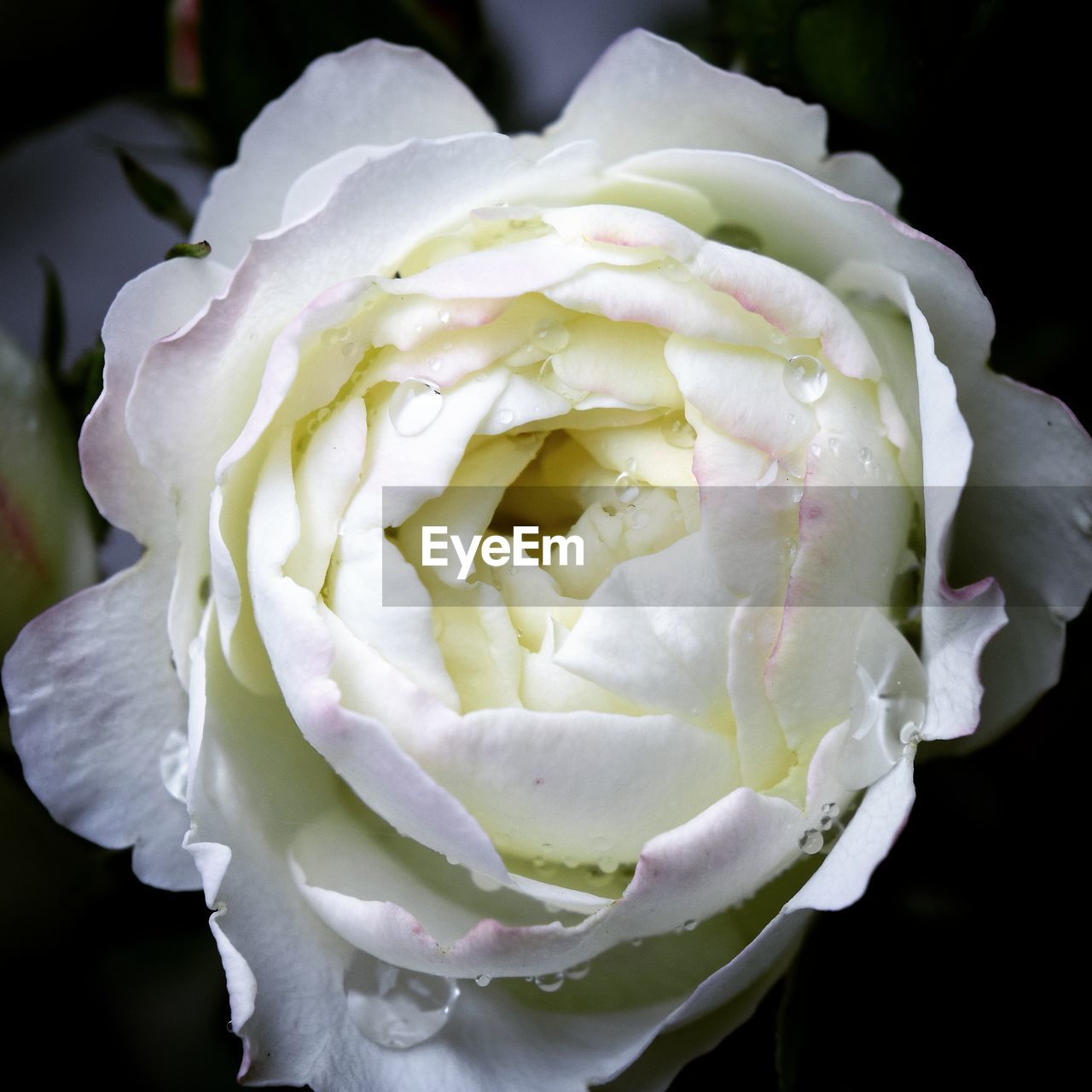 CLOSE-UP OF ROSES