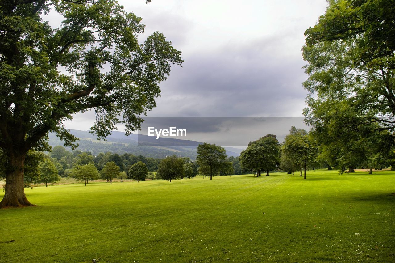 Trees on field against sky